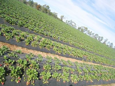 Du học sinh làm thêm ở xứ chuột túi - Ảnh 2